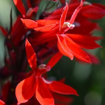 Lobelia x speciosa 'FAN Scharlach'