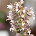 Epipactis palustris - Épipactis des marais