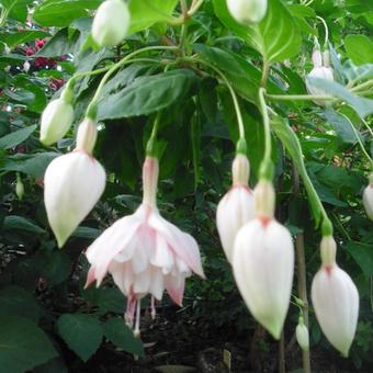 Fuchsia 'Annabel'