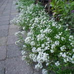 Lobularia maritima 'Snow Cloth' - 