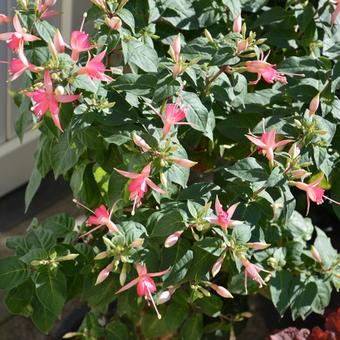 Fuchsia 'Walz Jubelteen'