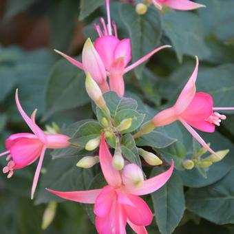 Fuchsia 'Walz Jubelteen'