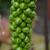 Arum italicum