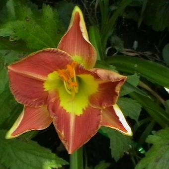 Hemerocallis 'Gaucho'