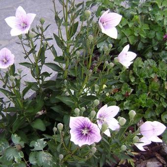 Platycodon grandiflorus 'Astra Pink'