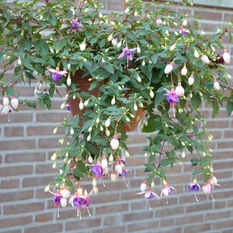 Fuchsia 'La Campanella'