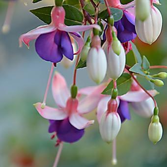 Fuchsia 'La Campanella'