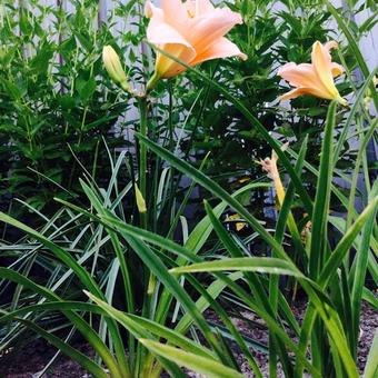 Hemerocallis 'On and On'