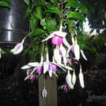 Fuchsia 'Windhapper' - 