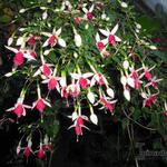 Fuchsia 'Land van Beveren' - 