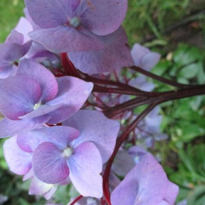 Hydrangea macrophylla 'Blue Ball'  - 