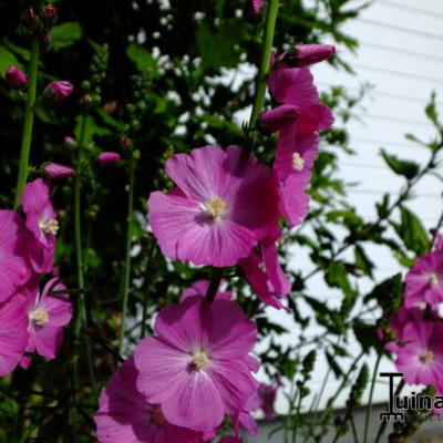 Sidalcea 'Purpetta' - 