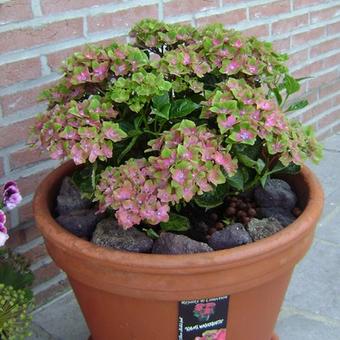 Hydrangea macrophylla 'Schloss Wackerbarth'