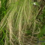 Stipa borysthenica  - Echtes Federgras