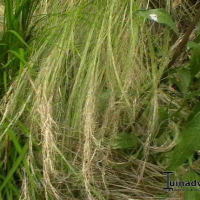 Stipa borysthenica  - 