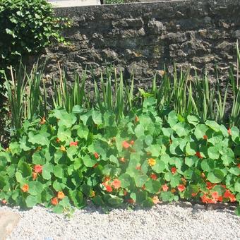 Tropaeolum majus