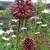 Allium amethystinum 'Red Mohican'