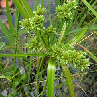 Cyperus alternifolius