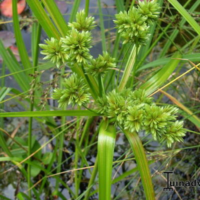 Cyperus alternifolius - CORNOUILLER ALTERNIFOLIÉ, CORNOUILLER À FEUILLES ALTERNES