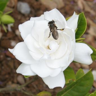 Gardenia jasminoides 'Veitchiana'