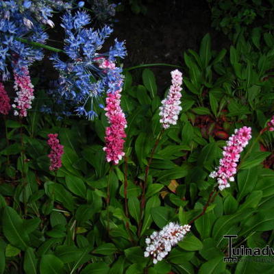 Persicaria affinis 'Superba' - Persicaria affinis 'Superba'