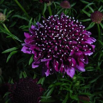 Scabiosa columbaria 'Barocca'