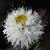 Leucanthemum 'Aglaia'