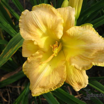 Hemerocallis 'Gaucho' - 