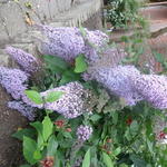 Buddleja davidii 'Gulliver' - 