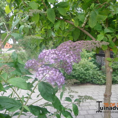 Buddleja davidii 'Gulliver' - 