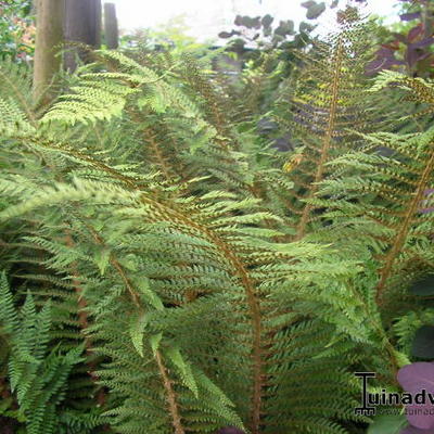 Polystichum setiferum 'Proliferum'