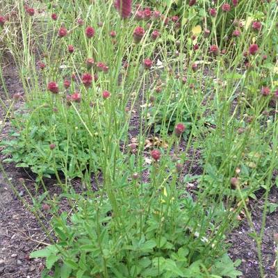 Sanguisorba officinalis 'Red Thunder' - Sanguisorba officinalis 'Red Thunder'