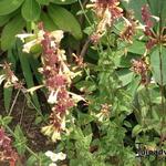 Agastache 'SUMMER Glow' - Agastache 'Summer Glow'