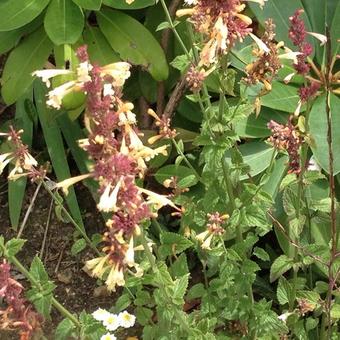 Agastache 'SUMMER Glow'