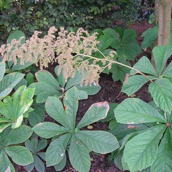 Rodgersia pinnata 'Elegans'