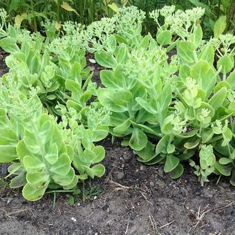 Sedum spectabile 'Brillant'