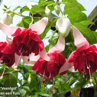 Fuchsia 'Veenlust'