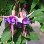 Fuchsia 'Blanche Regina' - 