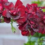 Pelargonium peltatum 'Tomcat PAC' - 