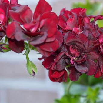 Pelargonium peltatum 'Tomcat PAC'