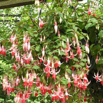 Fuchsia 'Wattenpost'