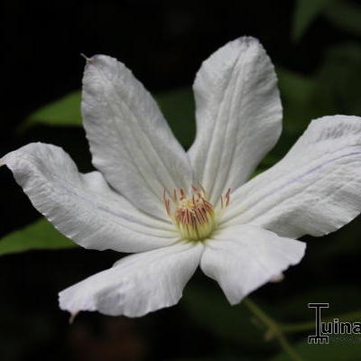 Clematis 'Jackmanii Alba' - 