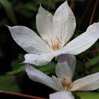 Clematis 'Jackmanii Alba'