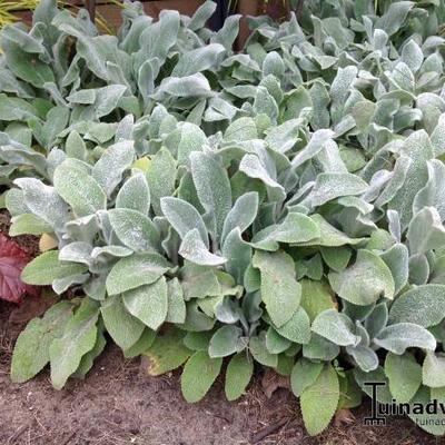 Stachys byzantina 'Silver Carpet' - Stachys byzantina 'Silver Carpet'