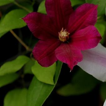 Clematis viticella 'Rubra'