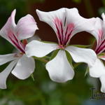 Pelargonium peltatum 'White Glacier' - 