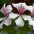 Pelargonium peltatum 'White Glacier'