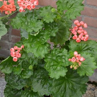 Pelargonium x hortorum 'Patricia Andrea'