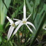 Rhynchospora colorata - HERBE ÉTOILÉE, HERBE AUX ÉTOILES,