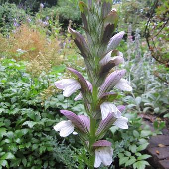 Acanthus spinosus